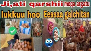 Ji,aa tokkotii qarshii meqa argatu