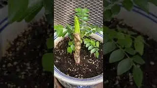 Gardening in Canada by Sutha