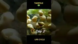 Tadpole Life cycle #shorts