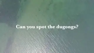 Can you spot the dugongs?