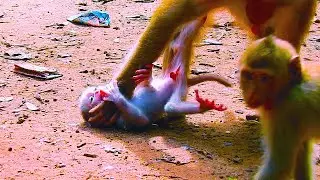 Newborn Leo sorrowing on the ground by mum Libby incusing #monkey