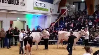 Schwarzbunttage der Ohg/ Das Vorführen einer Kuh
