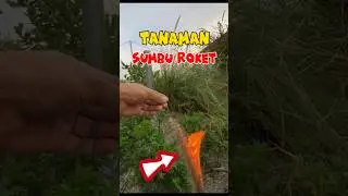 Vano menemukan tanaman aneh 😱🌱#tanamananeh #roket