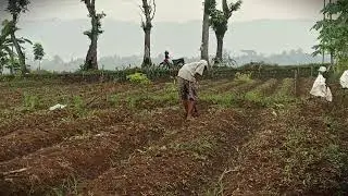 Garden Prep Hack: Manual Weed Removal for Pepper Planting _FarmersLife _Shorts
