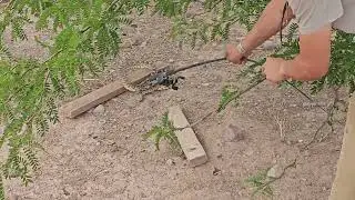 Trying to catch a bull snake