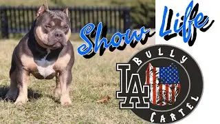 American Bully Show Life Episode 22: BullyPedex March Madness Bully Breed Playoffs JAWS BEST IN SHOW