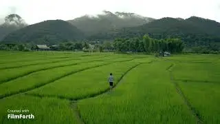 Man Walks Through Rice Fields Drone Footage