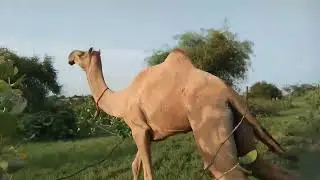 Beautiful Camel in Natural Habitat | Desert Life Documentary