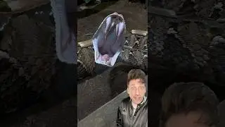 Габонская гадюка &mdash; опасная лапша.