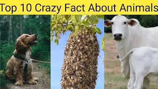 Top 10 Crazy Fact Fbout Animal#short#shortvideo#arvindArora