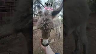 Day 56: Be Still with Miss Daisy 🕊️ Peaceful Hand Feeding at Sunset
