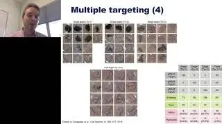 Whole-Genome Identification of CRISPR Targets