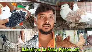 Likeable Fancy Pigeon Breeding Farm of Rakesh vai / Rakesh vai ka Fancy Pigeon Loft