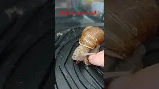 the snail protects his food