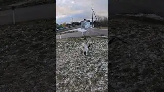 Fetch with a Large Dog