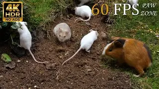 [NO ADS] CAT TV 😺 for Cats to Watch: 🐹 Hamster Beach Party with Watermelon 🍉 4K HDR 60FPS - PawZone