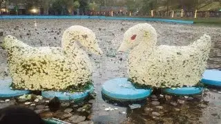 Flower Show | ଫୁଲ ପ୍ରଦର୍ଶନୀ ସହ ଗୋଟେ ସୁନ୍ଦର କାହାଣୀ | #flower festival #ekamra kanan