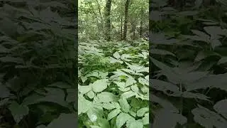 Джунгли из сныти