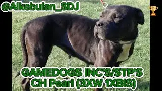 GAMEDOGS INC'S/STP'S CH PEARL (3XW 1XBIS)
