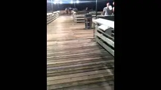 Fishing Fool on the pier Sunset Point