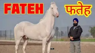 Nukra horse stallion Fateh The best nukra horse Top nukra horses Punjab 