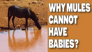 Why Mules Cannot Have Babies?