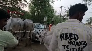 ಅದ್ದೂರಿ ಹಳ್ಳಿಕಾರ್ ದನಗಳ ಮೆರವಣಿಗೆ  ಮಾಗಡಿಯ ಐತಿಹಾಸಿಕ  ಪ್ರಸಿದ್ಧ ದನಗಳ ಜಾತ್ರೆ 2025 Magadi cattle fair 2025