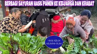 CAISIN MERAH DAN HIJAU SIAP PANEN, YUK PANEN BANYAK SAYURAN DIKEBUN DESA LALU BAGI BAGIKAN KERABAT 