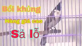 XẢ LỖ .BỔI KHỦNG HÀNG GI.Á CAO–LÂN GÁY NGỰA, XÒE MỀM ÔM CÓNG _BẢN LĨNH DỮ RẰN, TỐ CHẤT CỌP CHIẾN 