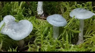 Seta anisada - Clitocybe odora  - Aniseed Funnel