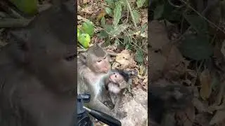 #hanuman #short #monkey2024