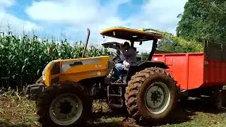 Começando A Fazer Silagem Com O Trator Valtra A750, A104 E LS Plus 80 Cortando Com Com A JF C120 AT
