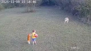 Hero Cat Saves Child from Fox Attack While Playing &ndash; Incredible Rescue!