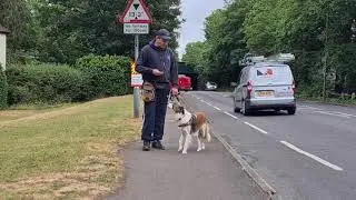 Meet Red the Border Collie - Red was reactive to people, dogs, cars, bikes and anything that moved