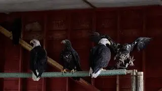 Bald Eagle Rehabilitation &ndash;&nbsp;Parksville Qualicum Beach, BC (Stories from the BC Bird Trail)