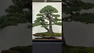 NEW VIDEO FOR UKBA EXPO25 IS NOW LIVE #uk #japan #bonsai #show #nature #garden #letsgo #viralvideo