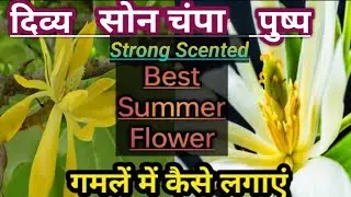 How To Grow Magnolia Champaca/Son Champa/घर पर सोन चंपा कैसे उगाएं #GardenSecrets #magnoliachampaca