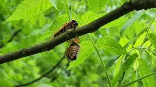 17 year Pharaoh Cicada Call &ndash; Brood XIV 2025