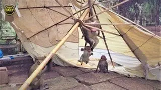 Monkey is make broken Parasol on the Angkor Thom awesome building in Cambodia, Angkor Daily 701