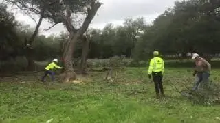Tree Removal.  Texas Live Oak.  Catheys Austin Tree Service.