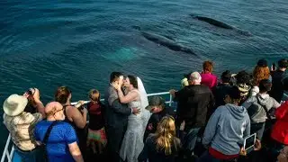 Ocean-loving N.B. couple has a whale of a wedding celebration