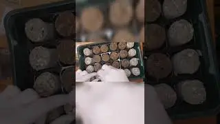 grow diary day 1 