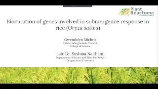 Biocuration of gene networks involved in submergence response in rice