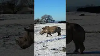 Rhino Wandering Through Winter Wonderland #rhino  #natureshorts  #wildlifeencounters