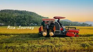 How Rice is Grown in Vietnam: From Seed to Harvest 🌾
