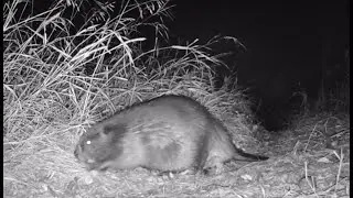 Beaver Dam Cam