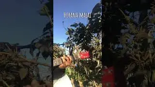 being day 8 posting random nepali song.! #cover #nepalisong #music #singer #viralnepalisong