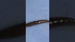 snail without visceral hump🥹#siyasharmaVlogs#nature #mountain #shortsfeed #viral #trending #youtube