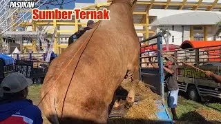 SUMBER TERNAK FARM KONTES SAPI JEMBER🔥