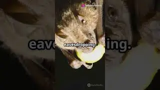 Bats Learn to Distinguish Poisonous Prey by Eavesdropping on Mating Calls